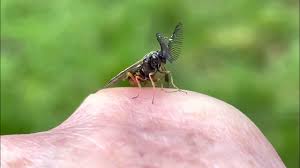 Attēlu rezultāti vaicājumam “Diprionidae”