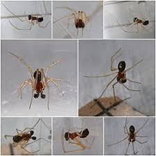 Attēlu rezultāti vaicājumam “Neottiura bimaculata female”