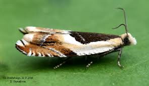 Attēlu rezultāti vaicājumam “Ancylis badiana”