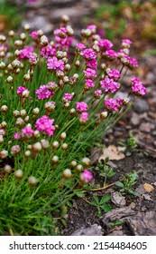 Attēlu rezultāti vaicājumam “Armeria vulgaris leaf”