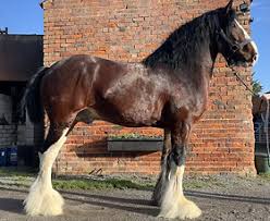 Image result for Staffordshire Stallions