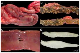 Attēlu rezultāti vaicājumam “Somateria mollissima juvenile”