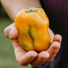 Afbeeldingsresultaat voor californian wonder golden sweet pepper