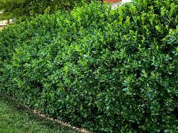 Attēlu rezultāti vaicājumam “Euonymus”