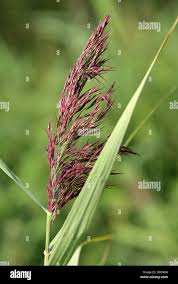 Attēlu rezultāti vaicājumam “Phragmites communis leaf”