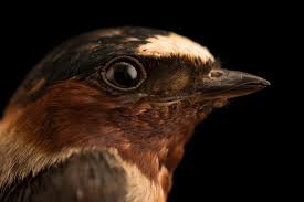 Image result for Petrochelidon pyrrhonota