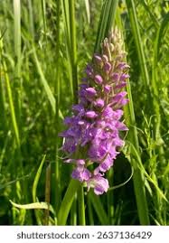 Attēlu rezultāti vaicājumam “Dactylorhiza majalis subsp. baltica leaf”