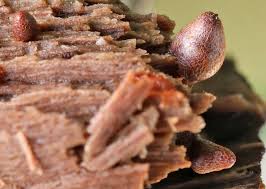 Attēlu rezultāti vaicājumam “Lycogala sphaeroconicum sessile”