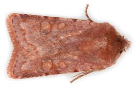 Attēlu rezultāti vaicājumam “Cerastis rubricosa”