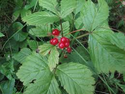 Attēlu rezultāti vaicājumam “Rubus saxatilis fruit”
