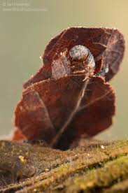 Attēlu rezultāti vaicājumam “Glyphotaelius pellucidus”