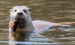Attēlu rezultāti vaicājumam “Lutra lutra”