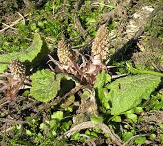 Attēlu rezultāti vaicājumam “Petasites spurius”