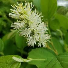 Attēlu rezultāti vaicājumam “Fothergilla major”