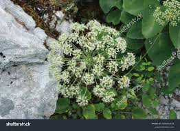 Attēlu rezultāti vaicājumam “Laserpitium latifolium flower”