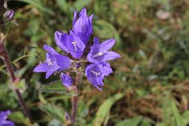 Attēlu rezultāti vaicājumam “Campanula cervicaria bud”