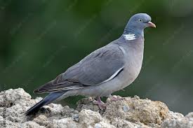 Image result for Columba palumbus