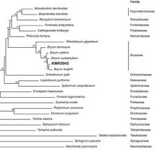 Attēlu rezultāti vaicājumam “Bryum amblyodon sporophyte”