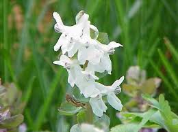 Attēlu rezultāti vaicājumam “Corydalis cava”