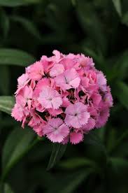 Image result for Dianthus barbatus