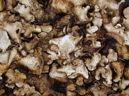 Attēlu rezultāti vaicājumam “Dermatocarpon luridum”