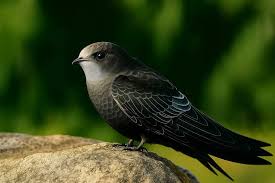 Image result for Apus pacificus