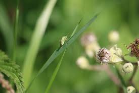 Attēlu rezultāti vaicājumam “Adelphocoris quadripunctatus”