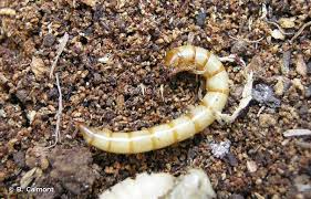 Attēlu rezultāti vaicājumam “Pseudocistela ceramboides”