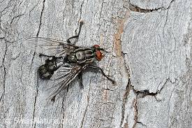 Attēlu rezultāti vaicājumam “Sarcophaga carnaria”