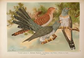 Attēlu rezultāti vaicājumam “Cuculus canorus”