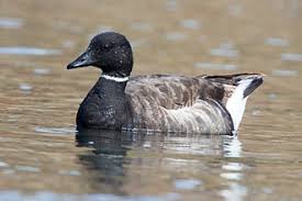 Attēlu rezultāti vaicājumam “Branta bernicla adult”