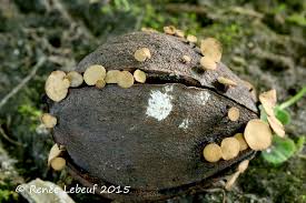 Attēlu rezultāti vaicājumam “Hymenoscyphus fructigenus”