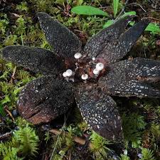 Attēlu rezultāti vaicājumam “Collybia cirrhata”