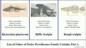 Image result for Myoxocephalus octodecemspinosus