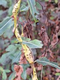 Attēlu rezultāti vaicājumam “Rabdophaga heterobia”
