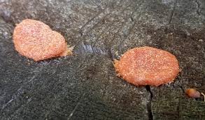 Attēlu rezultāti vaicājumam “Tubifera sp.”