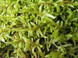 Attēlu rezultāti vaicājumam “Pleurozium schreberi”