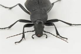 Attēlu rezultāti vaicājumam “Carabus coriaceus”