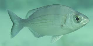 Image result for Spondyliosoma cantharus