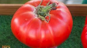 Afbeeldingsresultaat voor erdie family oxheart tomato