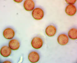 Attēlu rezultāti vaicājumam “Physarum pseudoalexandrowiczii”