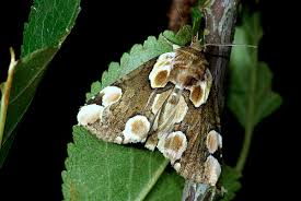 Attēlu rezultāti vaicājumam “Thyatira batis larva”
