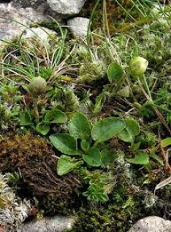 Attēlu rezultāti vaicājumam “Viola rupestris bud”