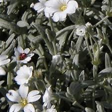 Attēlu rezultāti vaicājumam “Cerastium tomentosum leaf”
