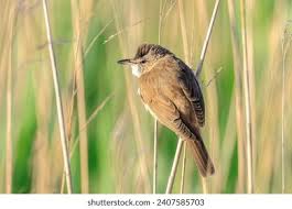 Image result for Acrocephalus arundinaceus