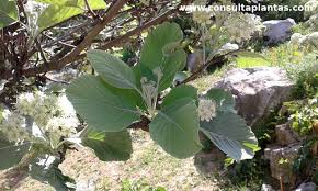 Attēlu rezultāti vaicājumam “Sorbus aria”