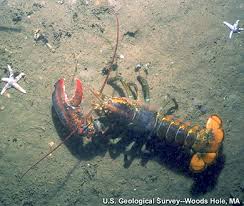 Image result for Homarus americanus