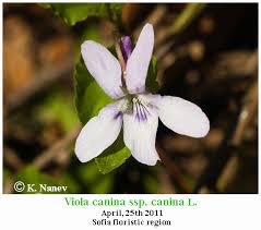 Attēlu rezultāti vaicājumam “Viola canina flower”