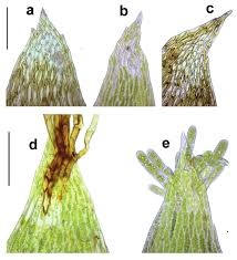 Attēlu rezultāti vaicājumam “Plagiothecium sp.”
