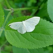 Attēlu rezultāti vaicājumam “Scopula floslactata”